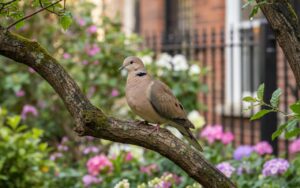 Une tourterelle turque dans un jardin urbain, symbole de sérénité et d'harmonie.